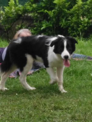 zeus 6 mesi appena compiuti, per me e la mia famiglia e come un figlio / IMG_20180602_180309 (1).jpg IMG_20180602_180309 (1).jpg