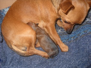 PICCOLA PENNY.jpg PICCOLA PENNY.jpg