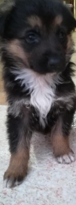 IMG_20181024_182302.jpg (34.41 KiB) Osservato 1051 volte IMG_20181024_182302.jpg