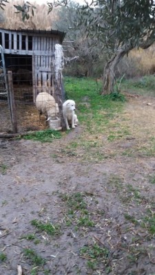 IMG-20190203-WA0000.jpg (106.65 KiB) Osservato 806 volte IMG-20190203-WA0000.jpg