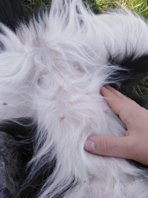 IMG_20200311_140412.jpg (96.02 KiB) Osservato 1599 volte IMG_20200311_140412.jpg