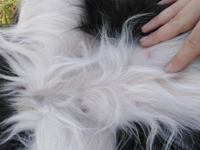 IMG_20200311_140304.jpg (100.49 KiB) Osservato 1599 volte IMG_20200311_140304.jpg