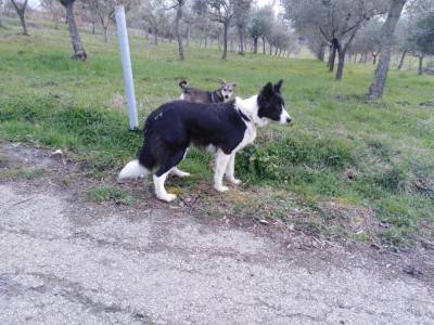 IMG_20200304_164046.jpg (181.01 KiB) Osservato 1599 volte IMG_20200304_164046.jpg