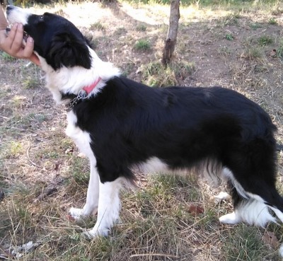 IMG_20210825_111347.jpg (182.67 KiB) Osservato 3408 volte IMG_20210825_111347.jpg