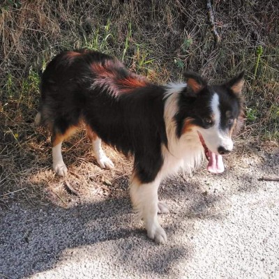 FB_IMG_1630139871565.jpg (108.28 KiB) Osservato 3405 volte FB_IMG_1630139871565.jpg