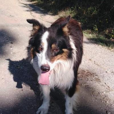 FB_IMG_1630139868429.jpg (81.82 KiB) Osservato 3405 volte FB_IMG_1630139868429.jpg