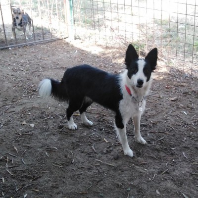 IMG_20210827_134836_336.jpg (188.44 KiB) Osservato 3405 volte IMG_20210827_134836_336.jpg