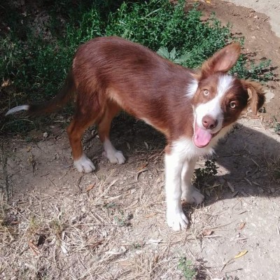 FB_IMG_1630139832456.jpg (99.94 KiB) Osservato 3405 volte FB_IMG_1630139832456.jpg