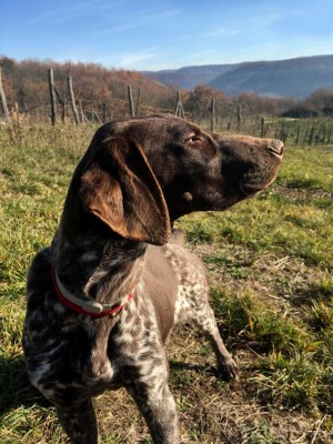 IMG_32234.jpg (147.7 KiB) Osservato 5284 volte IMG_32234.jpg