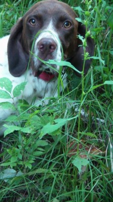 Muni che segnala il Porcino / SAM_0514.JPG SAM_0514.JPG