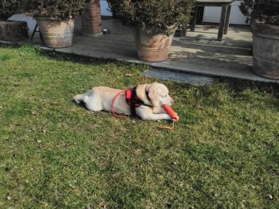 pettorina addestramento.jpg (199.19 KiB) Osservato 4504 volte pettorina addestramento.jpg