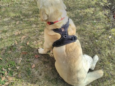 pettorina passeggio.jpg (183.35 KiB) Osservato 4504 volte pettorina passeggio.jpg