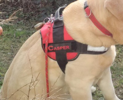 pettorina-dettaglio.jpg (88.39 KiB) Osservato 4504 volte pettorina-dettaglio.jpg