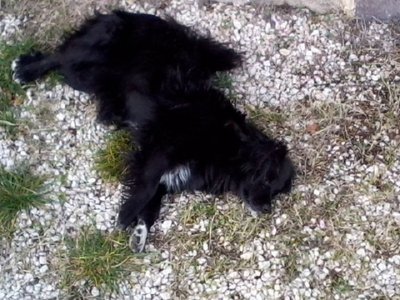 167880_190206317669813_100000413380087_592299_3118688_n.jpg (183.54 KiB) Osservato 820 volte 167880_190206317669813_100000413380087_592299_3118688_n.jpg