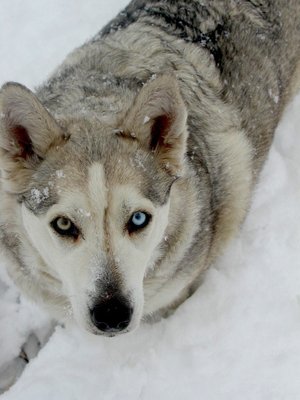 canemarta.JPG (132.18 KiB) Osservato 803 volte canemarta.JPG