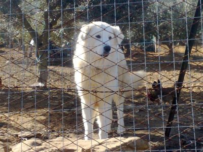 01012012661.jpg (112.45 KiB) Osservato 730 volte 01012012661.jpg