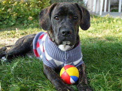 ilmio pruss.jpg ilmio pruss.jpg