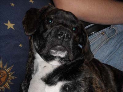 il sexy pruss.jpg il sexy pruss.jpg