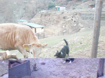 Bau Bau.JPG (118.02 KiB) Osservato 2030 volte Bau Bau.JPG