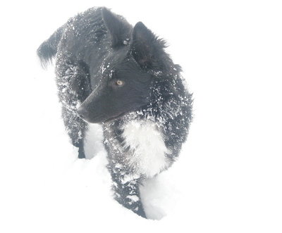 Ninetta 2 (2).JPG (64.53 KiB) Osservato 1941 volte Ninetta 2 (2).JPG