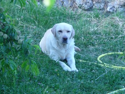 P1070748.JPG (239.98 KiB) Osservato 1642 volte P1070748.JPG