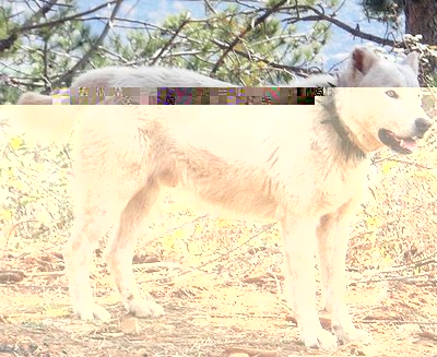 qen stani.jpg (177.85 KiB) Osservato 1383 volte qen stani.jpg