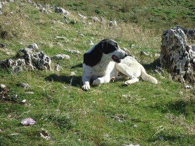 molosso.jpg (81.31 KiB) Osservato 1383 volte molosso.jpg