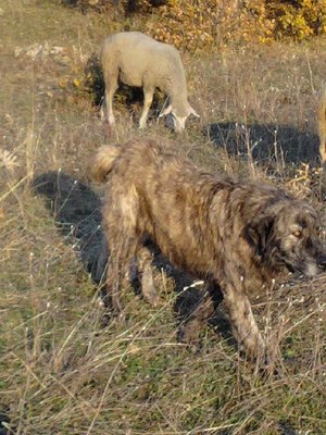 qen (2).jpg (105.51 KiB) Osservato 1383 volte qen (2).jpg