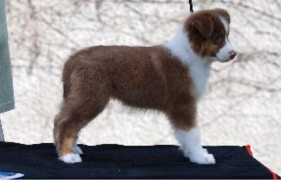 IMG_1862.jpg (74.19 KiB) Osservato 1436 volte IMG_1862.jpg