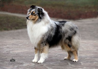 feeling and dreaming blue della cambianella / IMG_3857 L mail.jpg IMG_3857 L mail.jpg