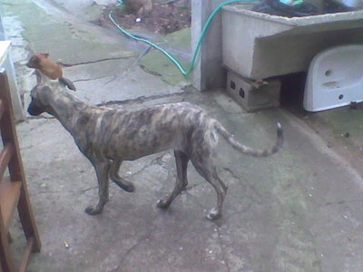 Immag052.jpg (88.53 KiB) Osservato 1094 volte Immag052.jpg