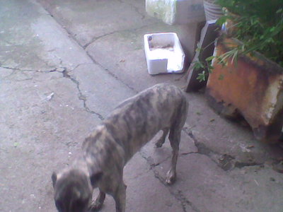 Immag051.jpg (94.31 KiB) Osservato 1094 volte Immag051.jpg