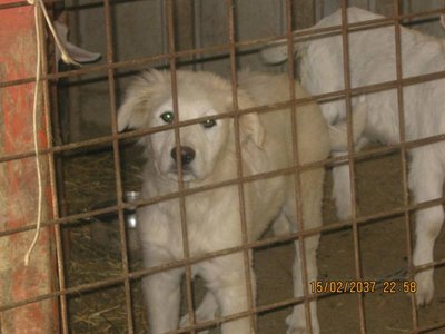 IMG_1101.JPG (51.97 KiB) Osservato 832 volte IMG_1101.JPG