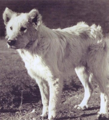 Abruzzese.jpg (132.57 KiB) Osservato 776 volte Abruzzese.jpg