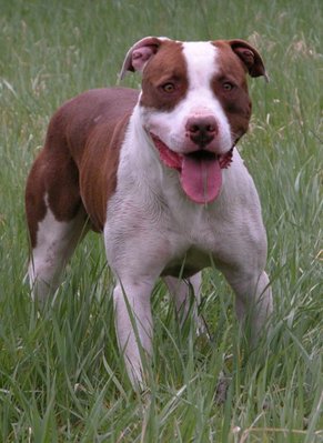 airon poco + di 2 anni / ScreenHunter_31.jpg ScreenHunter_31.jpg