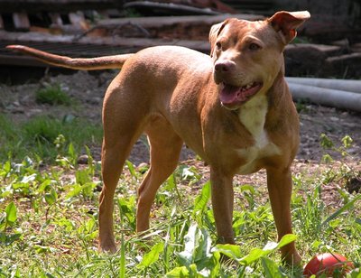 ScreenHunter_40.jpg (125.14 KiB) Osservato 860 volte ScreenHunter_40.jpg