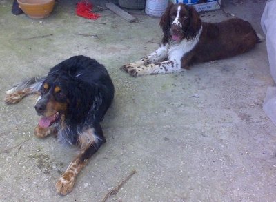 03042010763vg.jpg (67.14 KiB) Osservato 984 volte 03042010763vg.jpg