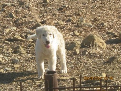 IMG_1618.JPG (107.05 KiB) Osservato 1150 volte IMG_1618.JPG