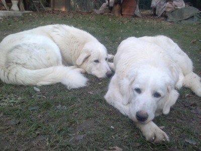 081220131157_800x600.jpg (124.6 KiB) Osservato 3814 volte 081220131157_800x600.jpg