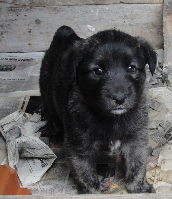 cucciolo di Fonnese a 1 mese di età / DSC09115_2.JPG DSC09115_2.JPG
