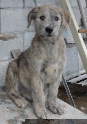 cucciolo di Fonnese a 2 mesi di età / DSC00423.JPG DSC00423.JPG