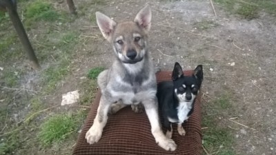 image.jpg (127.62 KiB) Osservato 2857 volte image.jpg