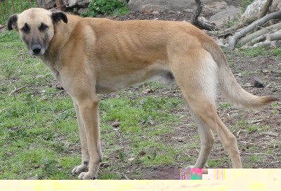 DSC02556_2.JPG (654.11 KiB) Osservato 916 volte DSC02556_2.JPG