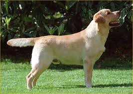 il labrador / images.jpg images.jpg