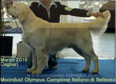 e il golden / olympus_pedigree.jpg olympus_pedigree.jpg