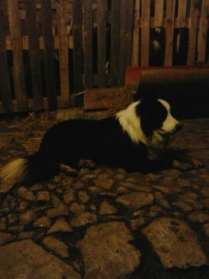 IMG-20141228-WA0021.jpg (37.95 KiB) Osservato 1052 volte IMG-20141228-WA0021.jpg