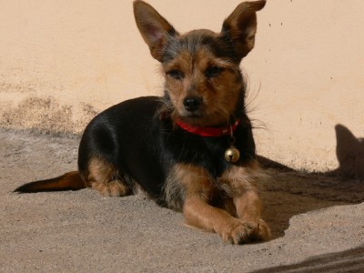 Minù.JPG (321.77 KiB) Osservato 1041 volte Minù.JPG