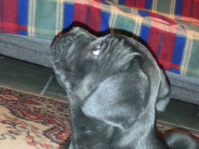 20141115_193158.jpg (230.78 KiB) Osservato 6028 volte 20141115_193158.jpg