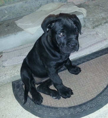 20141121_204040.jpg (282.29 KiB) Osservato 6028 volte 20141121_204040.jpg