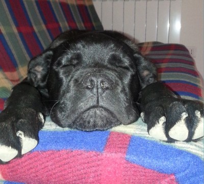 20150103_143105.jpg (114.13 KiB) Osservato 6028 volte 20150103_143105.jpg